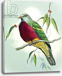 Постер Иллос Берт Magnificent Fruit Pigeon