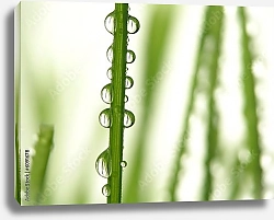 Постер Капли на зеленых листьях №4