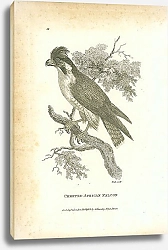 Постер Crested African Falcon 2