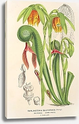 Постер Лемер Шарль Darlingtonia californica