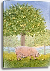 Постер Дитц (совр) Right Hand Orchard Pig