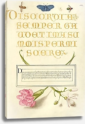 Постер Хофнагель Йорис Insects, Carnation, and Judas Tree
