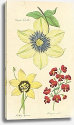 Постер Clematis Siebaldii, Seedling Sparaxis, Chorizema Ovata 1