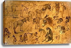 Постер Брейгель Ян Старший Study of Donkeys, Kittens and Monkeys, 1616