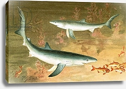 Постер Смит Джозеф (акв) Blue shark