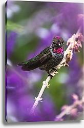 Постер Пестрая птичка на цветущем дереве