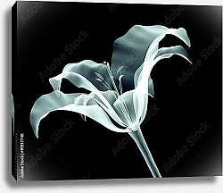 Постер Рентгеновское изображение цветка лилии на черном