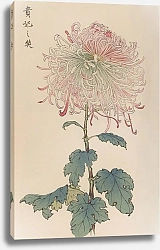 Постер Хасегава Кейка Keika hyakugiku, Pl.36