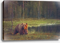 Постер Бурый медведь у озера в лесу