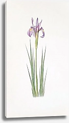 Постер Iris montana