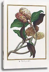 Постер Magnolia grandiflora
