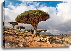 Постер Драконовы деревья, Сокотра, Йемен