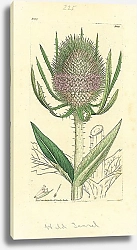 Постер Sowerby Ботаника №20 1