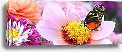 Постер Панорама с бабочкой на цветке