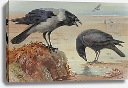 Постер Hooded crow and carrion crow