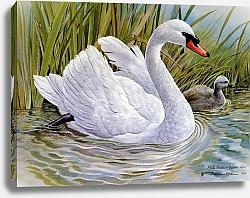 Постер British Birds - Mute Swan