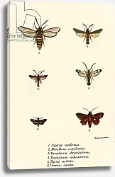 Постер Школа: Английская 19в. Butterflies 101