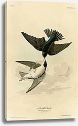Постер White-bellied Swallow