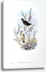 Постер White-spotted Flycatcher - Pseudogerygone notata