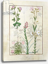 Постер Тестард Робинет (бот) Ms Fr. Fv VI #1 fol.128v Red clover, Aube, Bellidis species, Onobrychis, Hyssopus nemorum