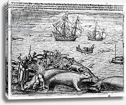 Постер Школа: Голландская 17в Hunting Walrus, illustration from 'The Three voyages of William Barents to the Arctic Regions'. 1600