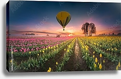 Постер Воздушные шары, парящие над полем тюльпанов