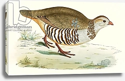 Постер Моррис (акв, птицы) Barbary Partridge