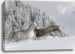 Постер Две лошади, бегущие по снегу