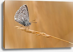 Постер Бабочка на колоске 1