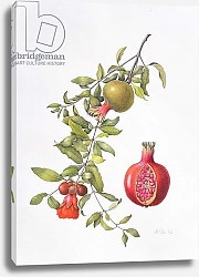 Постер Эден Маргарет (совр) Pomegranate, 1995 1