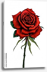 Постер Алая роза на белом фоне