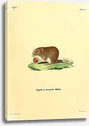 Постер Мышь Hypudaeus hercynicus Mehlis