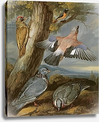 Постер Барлоу Франсис Jay, Green Woodpecker, Pigeons and Redstart, c.1650