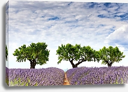 Постер Франция, Прованс. Three trees and a lavender field