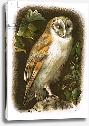 Постер Школа: Английская 20в. Barn Owl 2