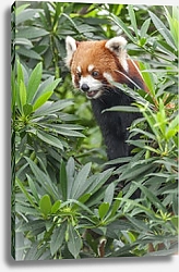 Постер Красная панда в кустах