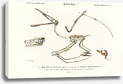 Постер Птерозавр (Pterodactylus) 