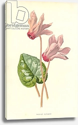 Постер Хулм Фредерик (бот) Persian Cyclamen