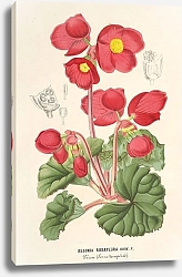 Постер Лемер Шарль Begonia rosæflora