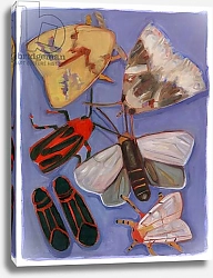 Постер Мур Меган (совр) Minnesota Moths & Box Elders