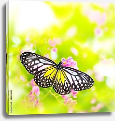 Постер Бело-желтая бабочка солнечным днем