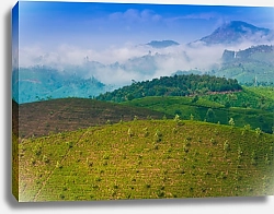 Постер Чайные плантации в Индии 2