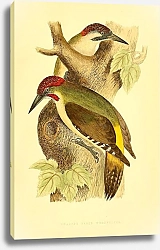 Постер Sharpe's Green Woodpecker