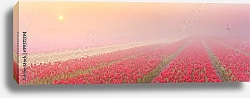 Постер Голландия. Туман и рассвет над полем с тюльпанами №2
