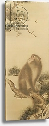 Постер Школа: Японская 17в. Monkey watching a dragonfly