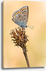 Постер Бабочка на сухой колючке