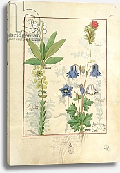Постер Тестард Робинет (бот) Ms Fr. Fv VI #1 fol.135r Illustration from 'The Book of Simple Medicines'