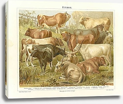 Постер Крупный рогатый скот