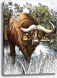 Постер Кэтрайт Уильям (животные) Buffalo 3