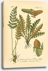 Постер Flora von Deutschland №13